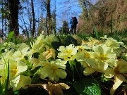 14 Primula vulgaris-Primule